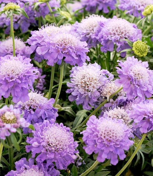 Scabiosa columbaria 'Butterfly Blue'